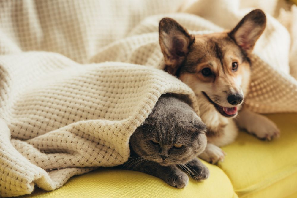 A dog and cat on a couch